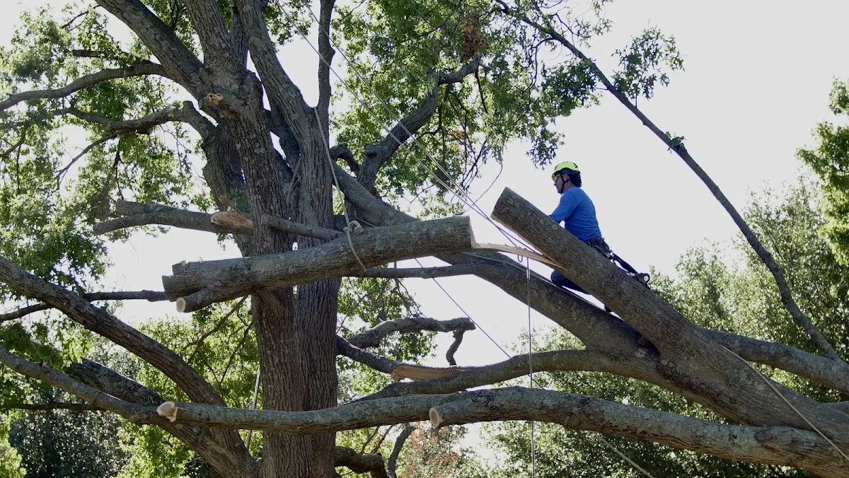 Professional Crown Thinning performed by certified arborists in Miller Place