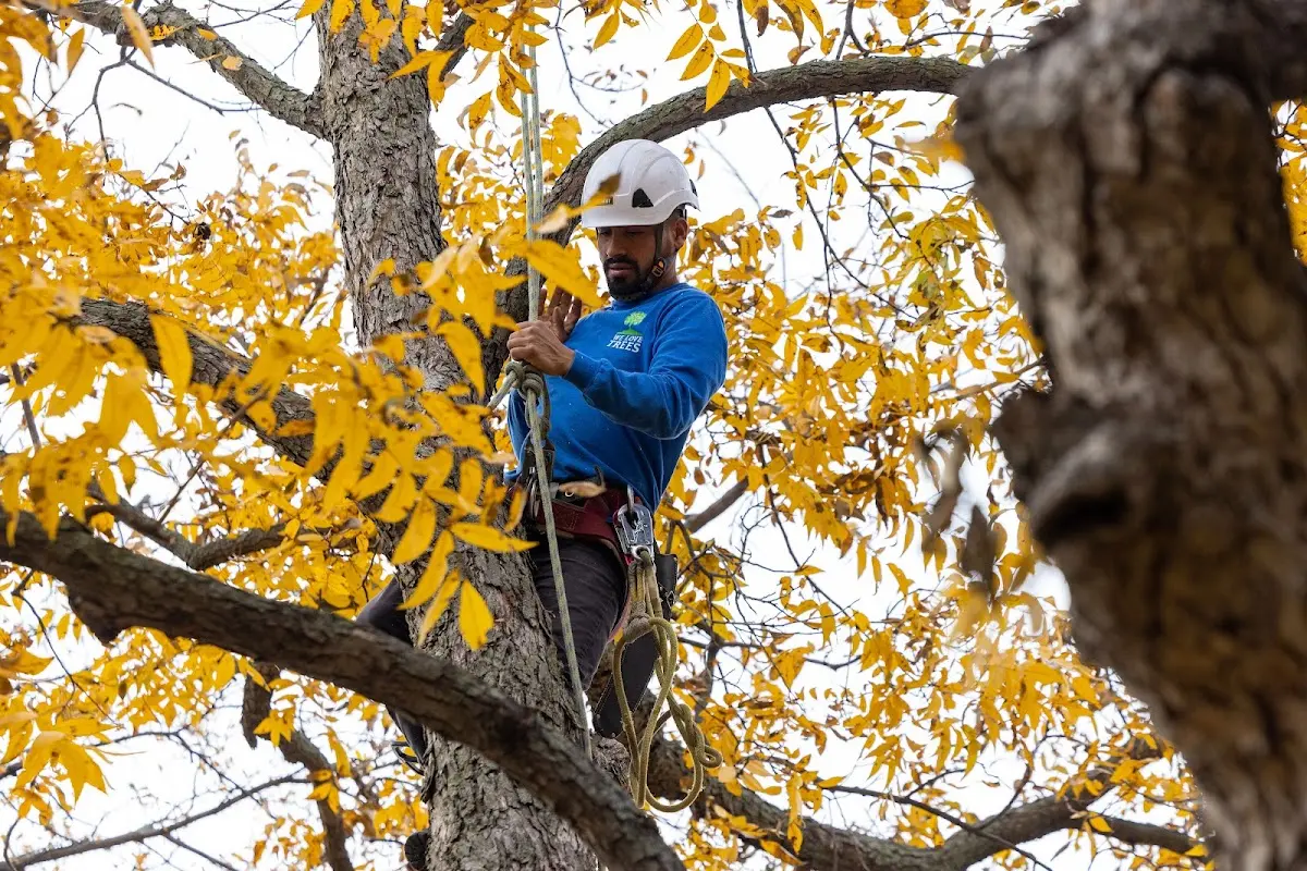 Skilled Tree Pruning crew working in Miller Place
