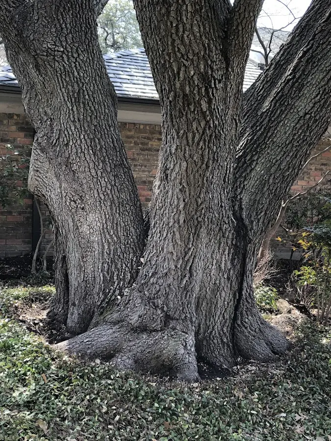 Mature heritage tree close to a Miller Place property cared for by certified arborists
